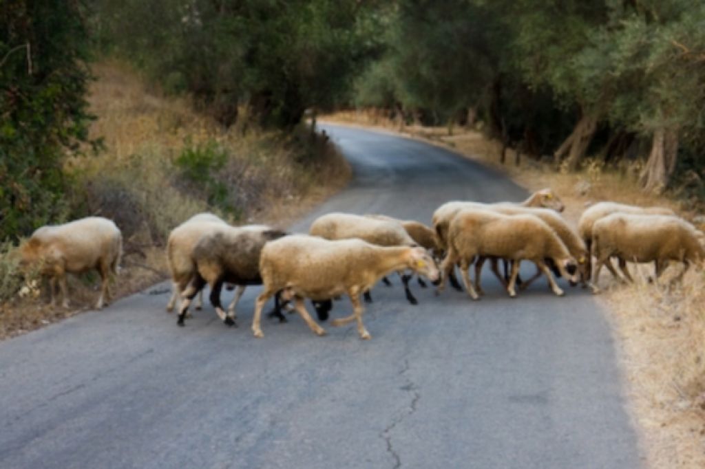 Na primorski avtocesti ovce, pobegnile so iz ograde